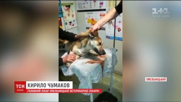 Работников коммунальной службы подозревают в отравлении бездомных собак