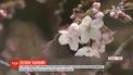 В Токио официально стартовал сезон цветения сакуры