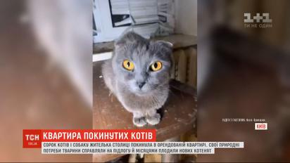 40 котів і собаку покинула мешканка столиці в орендованій однокімнатній квартирі