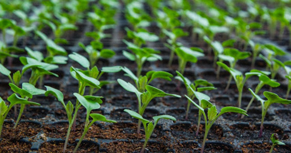 Коли сіяти капусту на розсаду