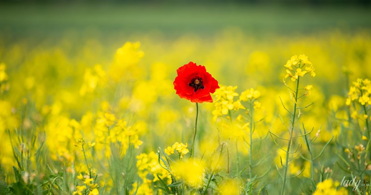 Гороскоп на 7-8 травня для всіх знаків зодіаку: дні, коли потрібно буде зробити важливі висновки