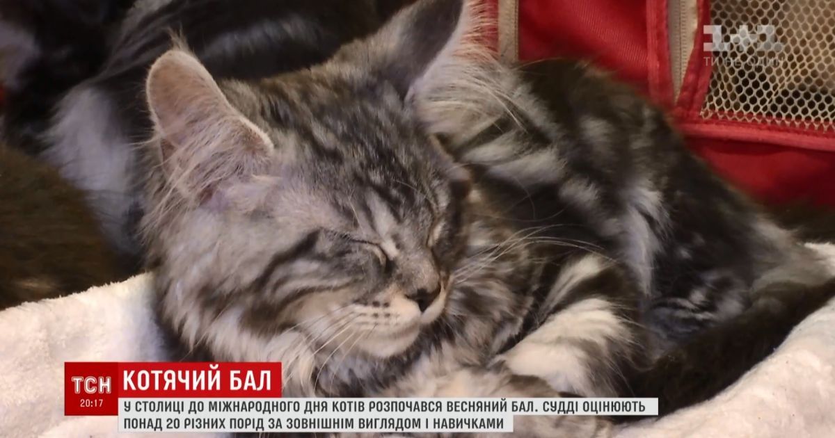Весняний бал котів у Києві покаже українцям рідкісні породи чотирилапих