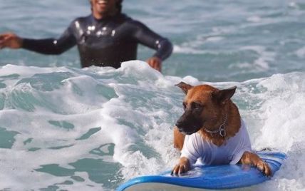 Пес-серфингист покоряет волны на израильских пляжах