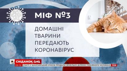 Чи передають домашні тварини коронавірус – Міфи про COVID–19