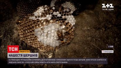 Новини України: шершні почали масово надокучати людям – що робити, якщо ужалила небезпечна комаха