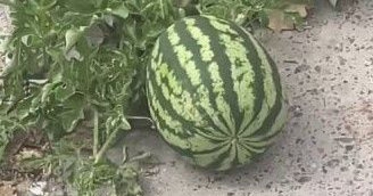 Херсонський кавун