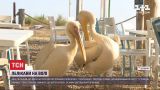 Розовых пеликанов переселили в Национальный парк из ресторана, где они развлекали посетителей