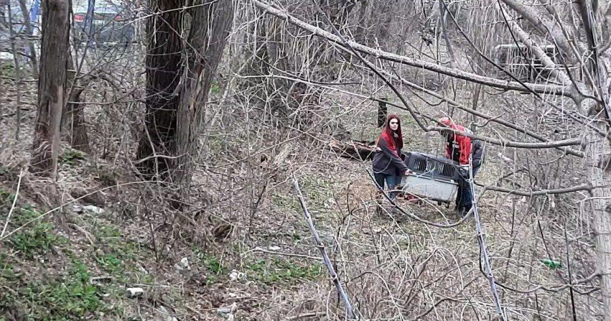 Під Києвом з аварійного дерева рятувальники знімали єнота