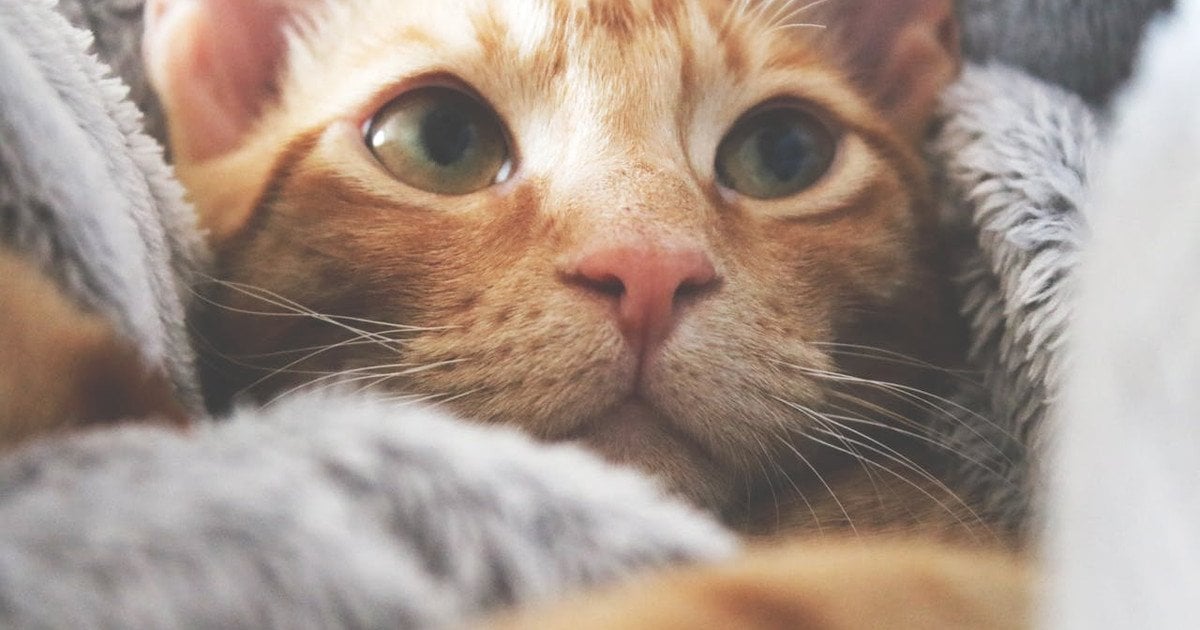 Чому коти мурчать