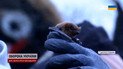 Маленькие ужастики, которые теперь будут повсюду?! На волю выпустили тысячи летучих мышей