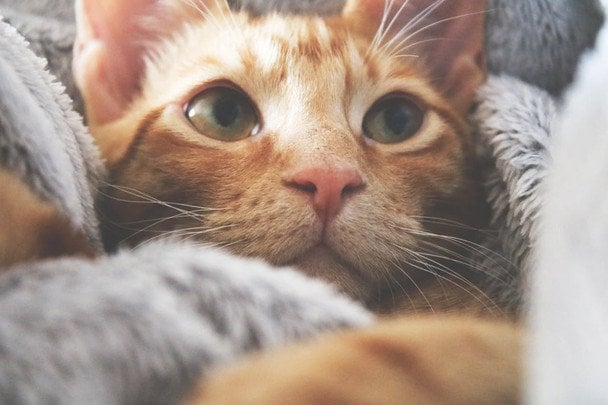Вперше в історії: пташиний грип H5N1 передався від домашнього кота до людини