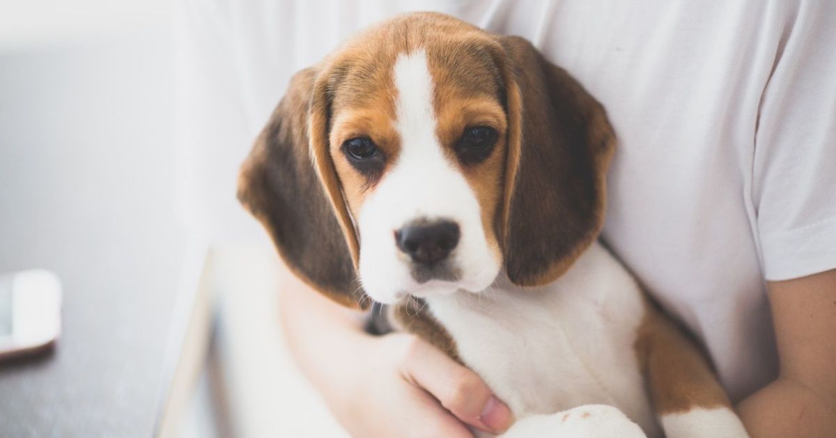 Розмовляти з тваринами - корисно для здоров'я, вважають експерти