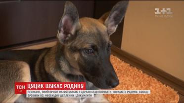 Щенок-фотомодель ищет семью