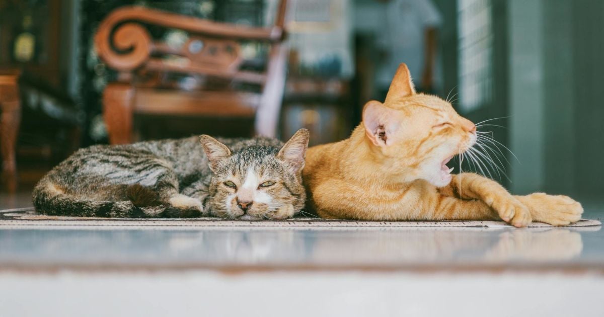 Кошки