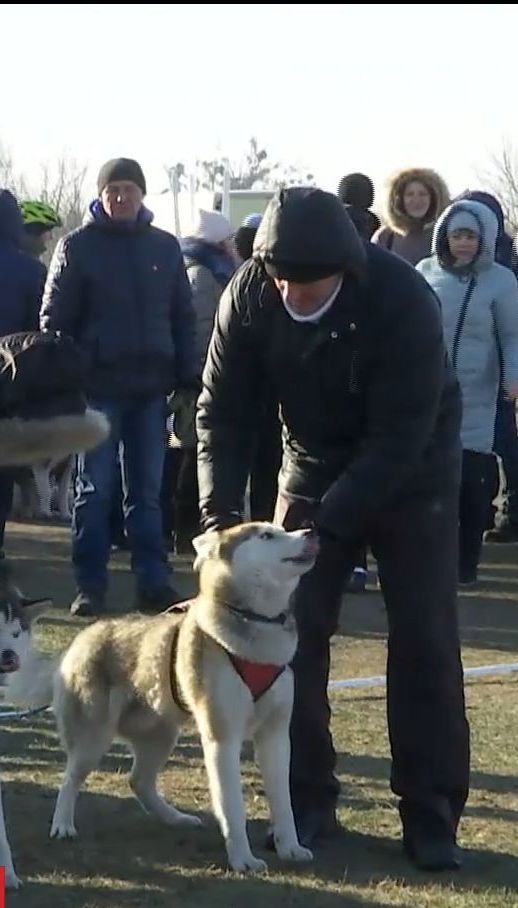 На собачьих бегах в Харькове из-за отсутствия снега нарты заменили на велосипеды