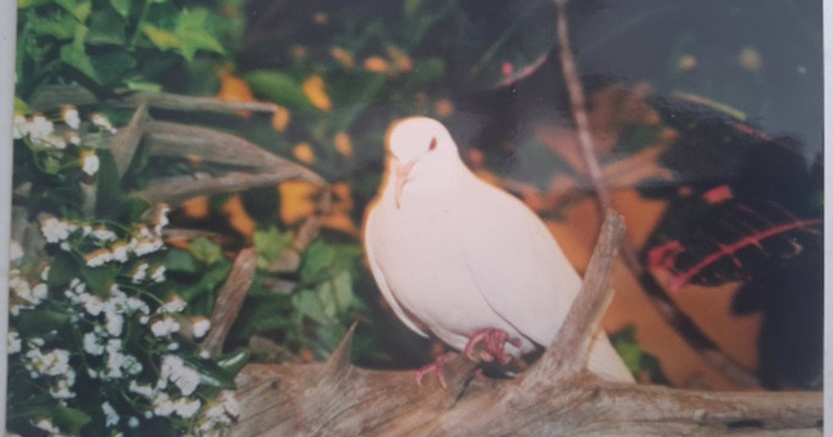 Самый старый голубь в мире Шугар