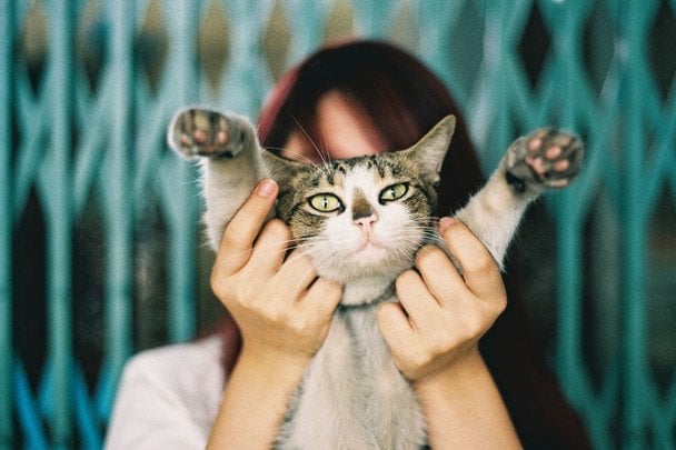 Кіт, фото ілюстративне / © pexels.com