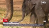 Новости мира: в техасском зоопарке показали новорожденного слоненка
