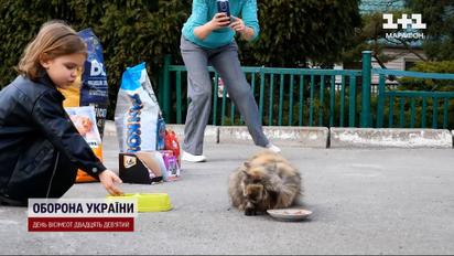 Дитина-герой! 5-річна Софійка рятує тварин, які постраждали від війни