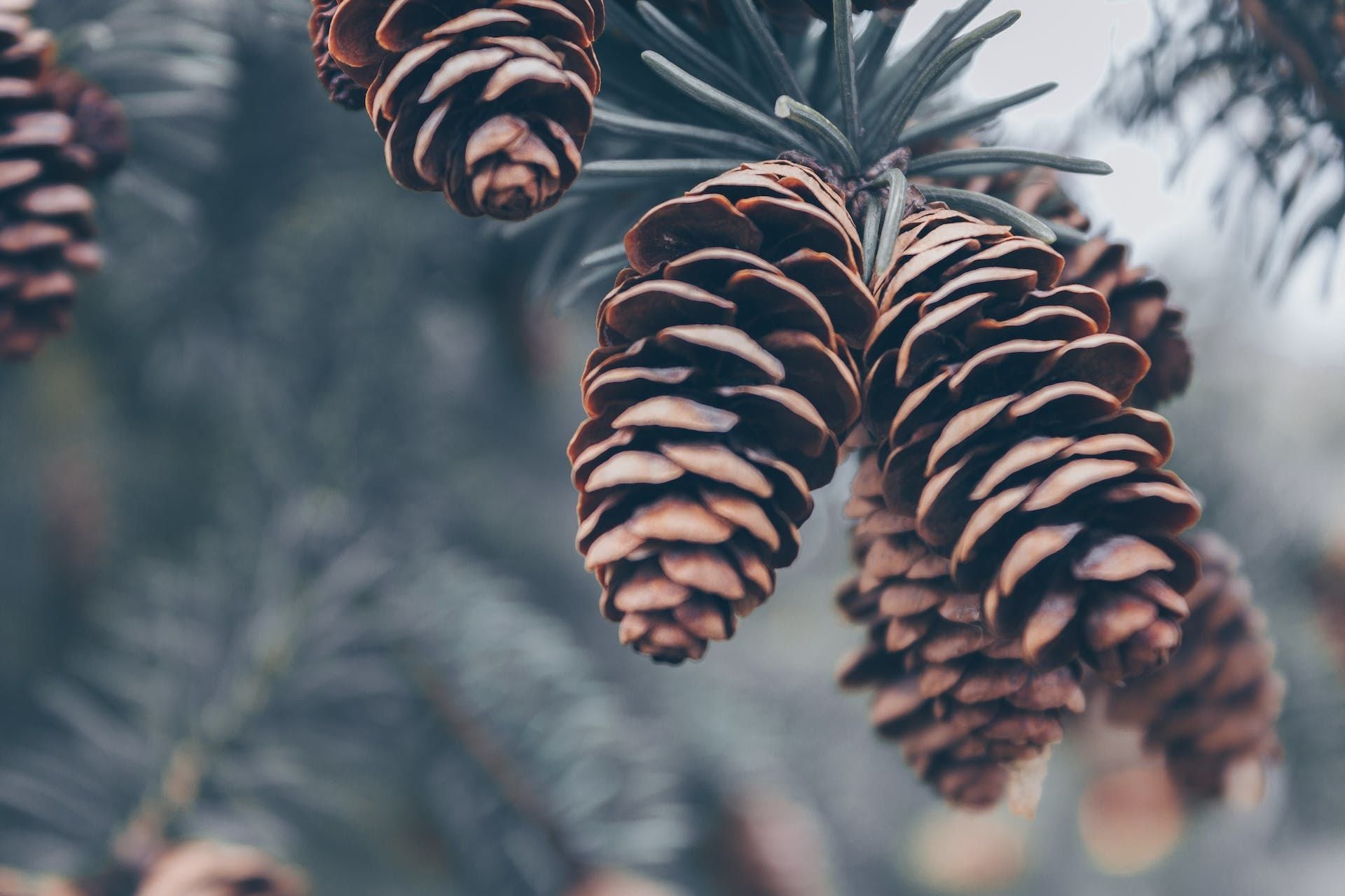 8 листопада на хвойних майже не видно шишок — буде тепла зима / © Pexels