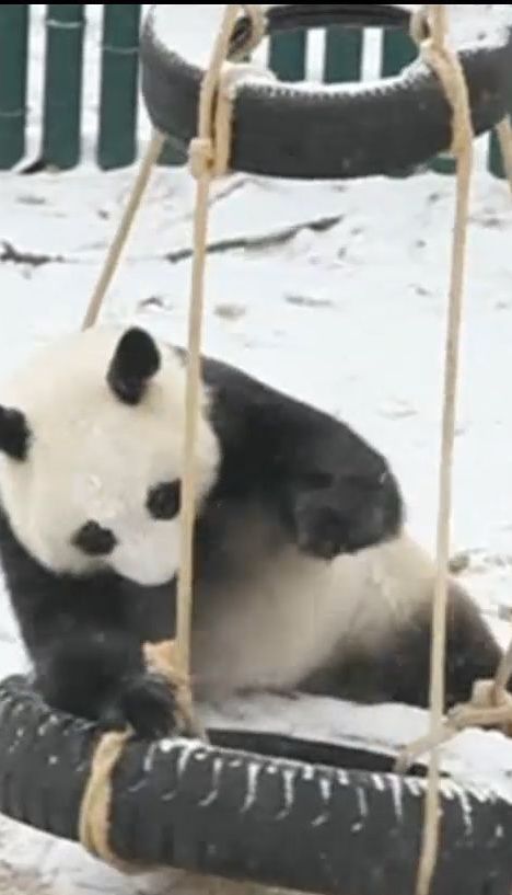 В китайском зоопарке панды устроили забавы среди заснеженного вольера