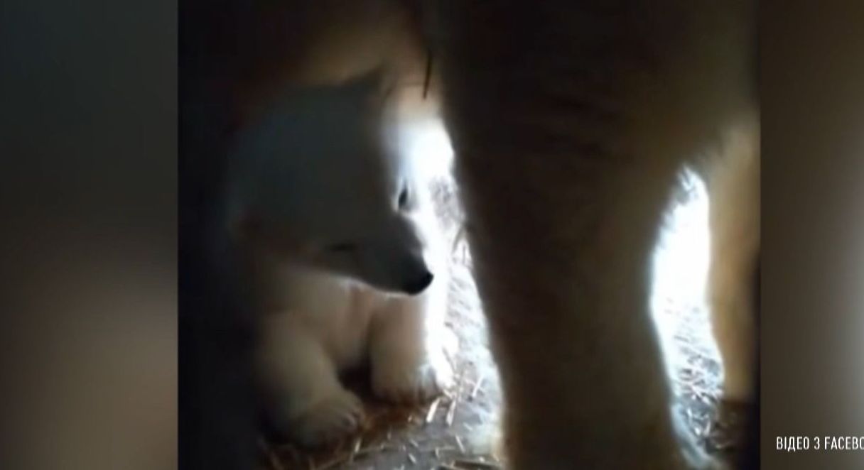 Николаевский зоопарк впервые показал маленького белого медвежонка