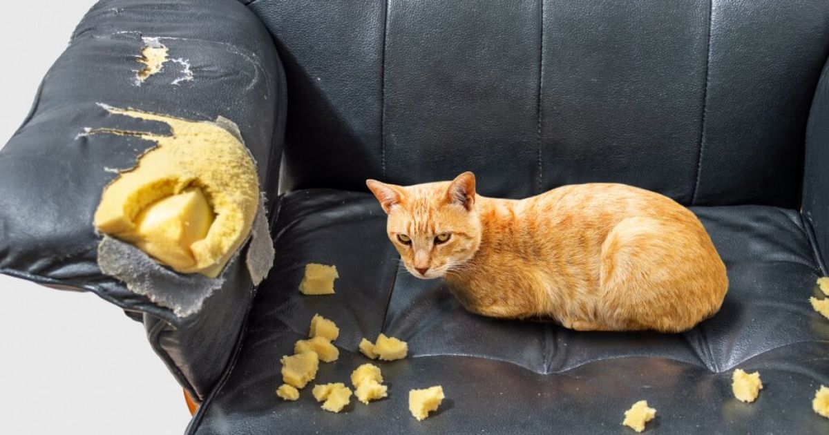 Породы кошек, которые не портят мебель