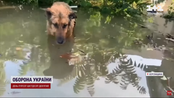 Собака Багіра борсалася у воді / © ТСН