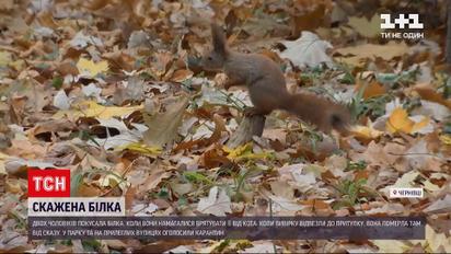 Новини Чернівців: у центральному парку скажена білка покусала людей