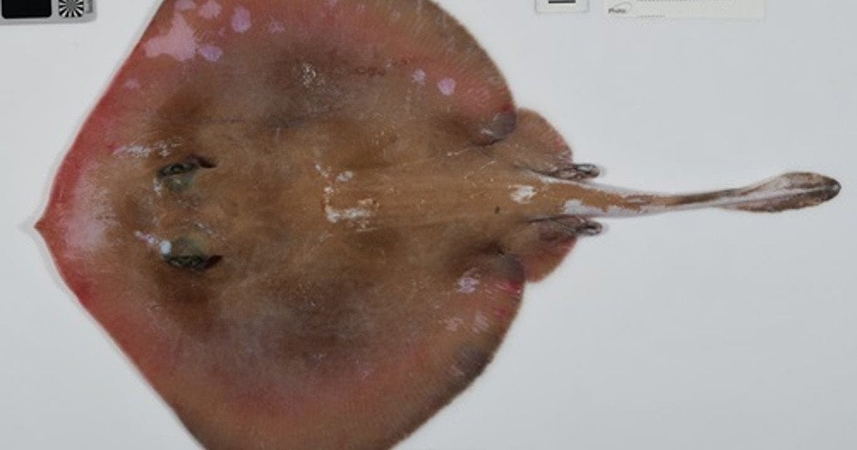 Новый вид скатов