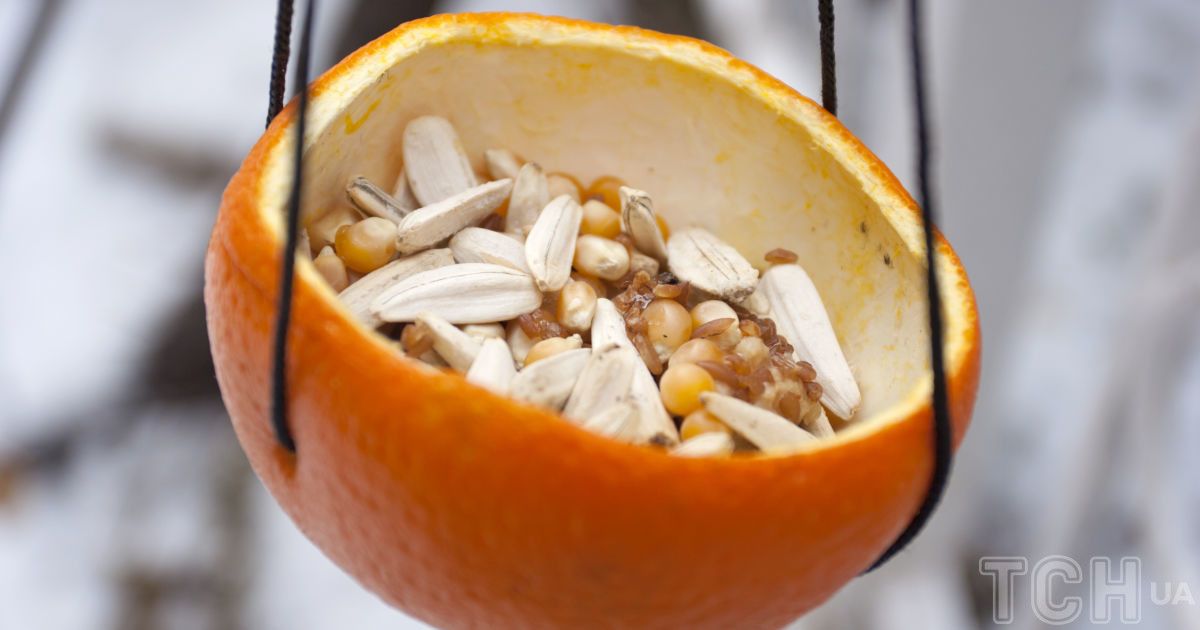 Ідеальний час для того, щоб зробити та повісити годівниці для птахів