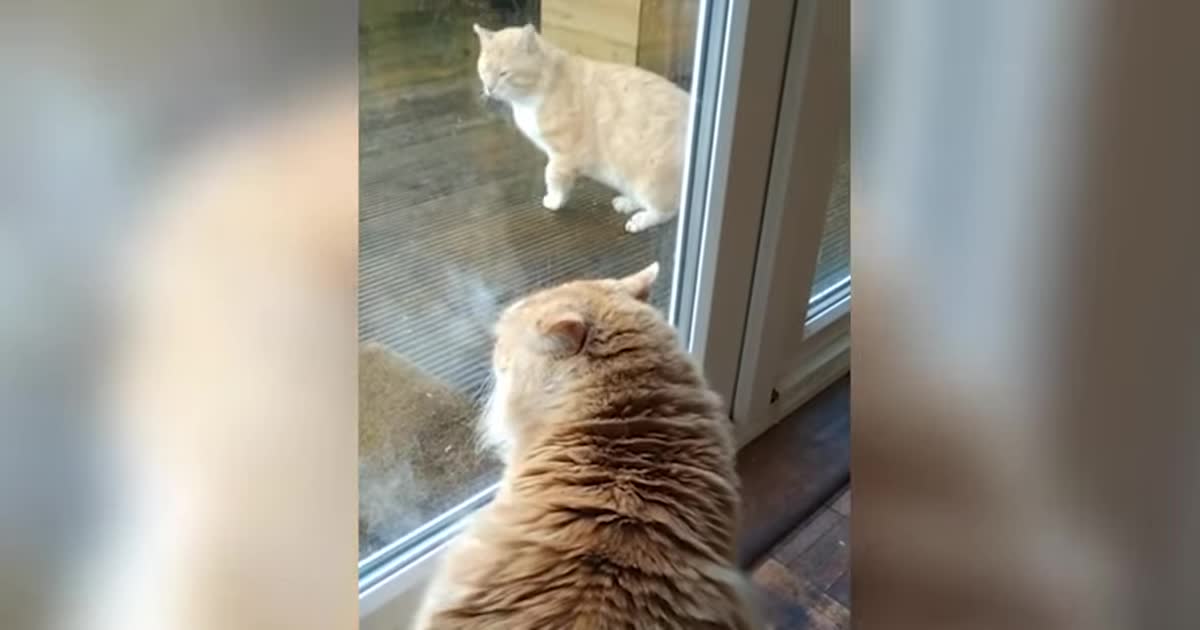 В Ірландії домашній кіт дивними звуками прогнав безпритульного чотирилапого