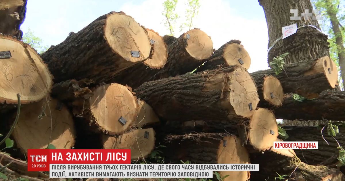 На кіровоградщині вирубали близько трьох гектарів історичного лісу