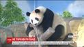 В заповеднике Китая посетителям запретили фотографироваться с пандами