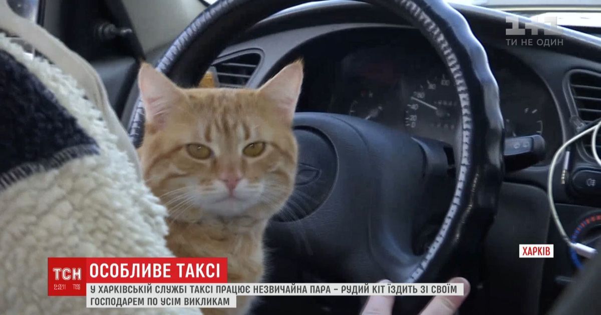 У харківській службі таксі працює рудий котик разом із господарем