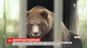 В Таллинском зоопарке двое российских медведей несколько месяцев ждут визу, чтобы вернуться домой
