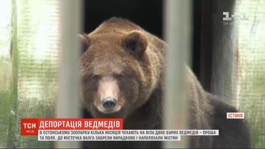 В Таллинском зоопарке двое российских медведей несколько месяцев ждут визу, чтобы вернуться домой