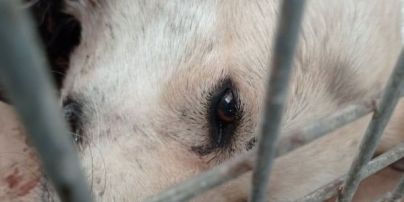 Нет живого места: под Черкассами из травматического оружия расстреляли бездомную собаку