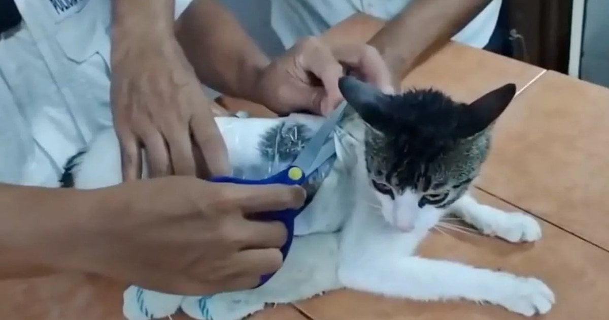 Кот с наркотиками
