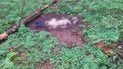Остатки погибшего уклониста