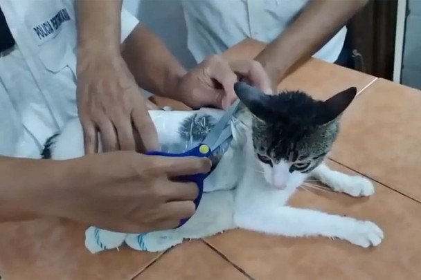 Охранники тюрьмы поймали кота, который переносил наркотики: видео