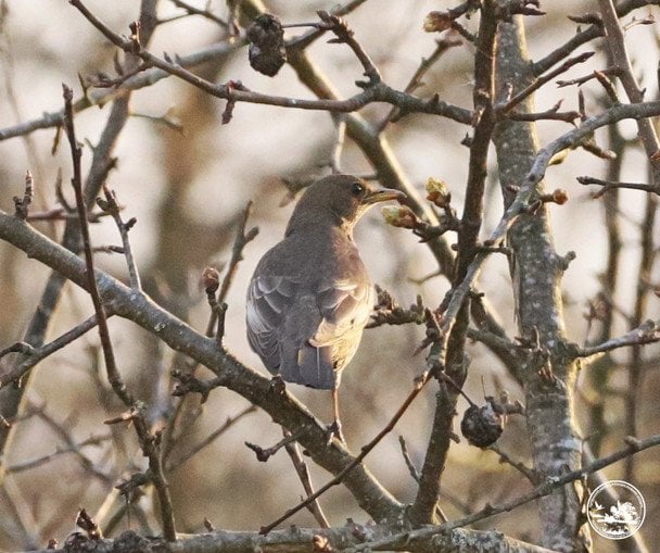 Дрізд гірський / © Чорнобильський радіаційно-екологічний біосферний заповідник