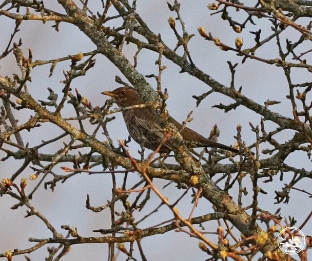 Дрізд гірський / © Чорнобильський радіаційно-екологічний біосферний заповідник
