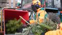 У Києві запрацювали пункти утилізації новорічних ялинок: перелік адрес