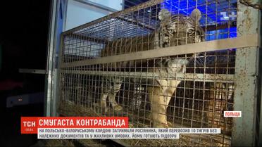 На польской границе задержали россиянина, который пытался незаконно перевезти в Беларусь 10 тигров