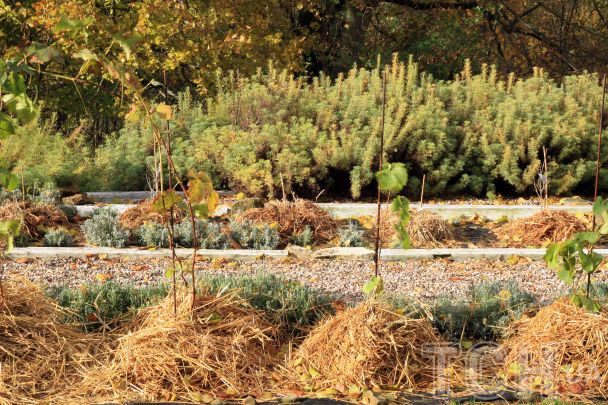 7 рослин, які потрібно підготувати до зими / © Credits