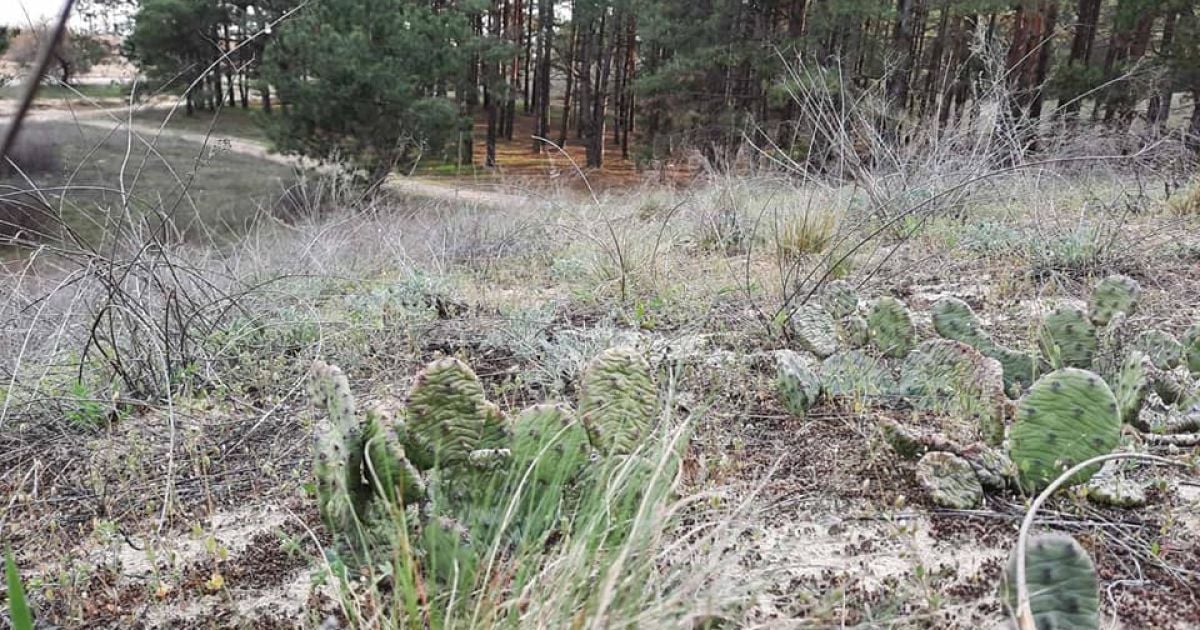 В херсонском лесу нашли нетипичные для Украины растения (фото)