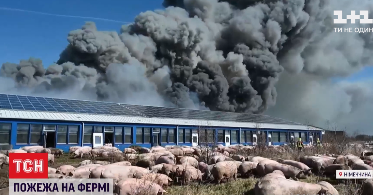 У Німеччині згоріла ферма, і десятки тисяч свиней блукають без нагляду