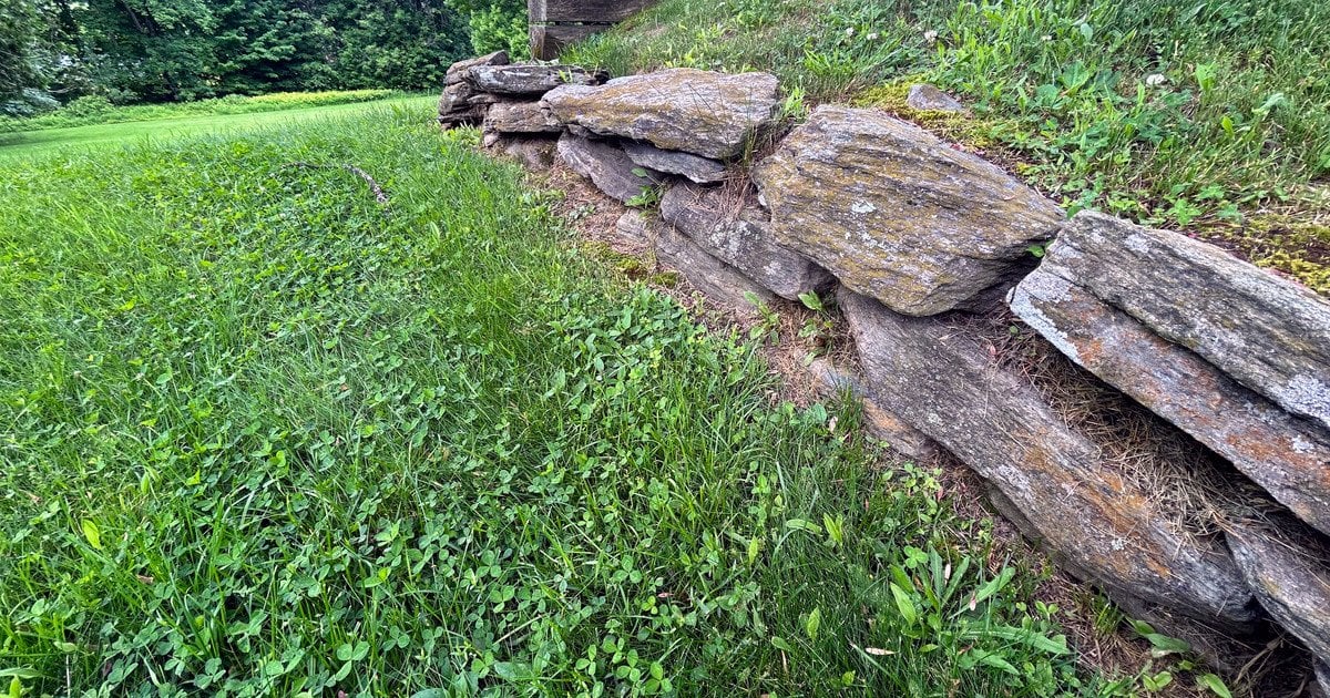 Чому все більше людей відмовляються від газонів