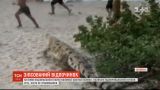 Кайман, который неожиданно появился на пляже в Колумбии, напугал отдыхающих